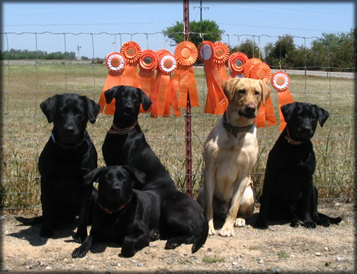 Labrador Stud Service